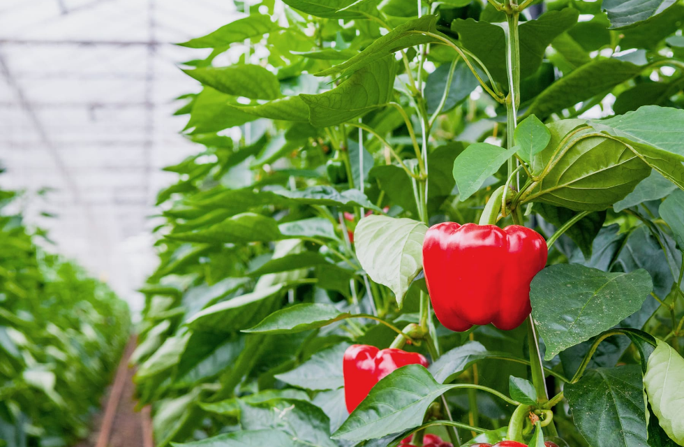 Bild einer roten Paprika an einer grünen Pflanze in einem Gewächshaus.
