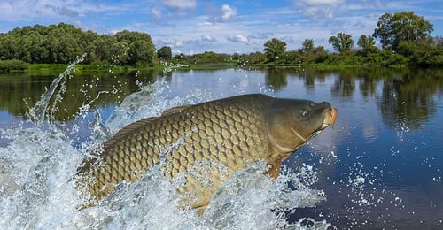 Fische lieben Sauerstoff to go